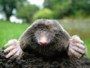 1200px-Close-up_of_mole